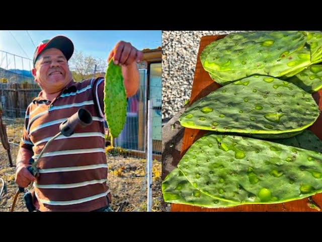 Como Pelar Nopales [con una cuchara] CACTUS (Nopal) Peeler Spoon