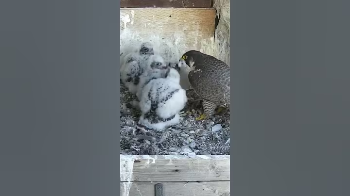 P#532- Review mother birds brings food to feed her babies in the nest, baby birds life #birdslover