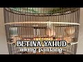 PERKUTUT BANGKOK BETINA YAHUD UJUNG NDLOSOR RING JIHAN BIRD FARM