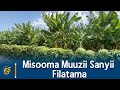 Misooma Muuzii Sanyii Filatamaa