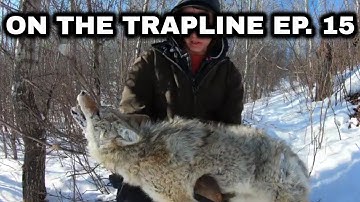 On the Trapline Ep.15 - End of the Coyote Line