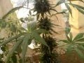 قبل الحصاد بيوم البانجو ماريجوانا Day before harvest marijuana 2