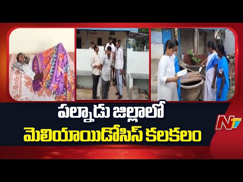 Palnadu District: పల్నాడు జిల్లాలో మెలియాయిడోసిస్ కలకలం | NTV Telugu - NTVTELUGU