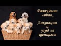 Разведение собак. Лактация. Уход за матерью и щенками.