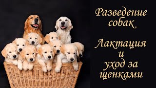 Разведение собак. Лактация. Уход за матерью и щенками.