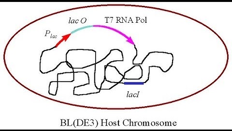 Control of gene expression in pET vector