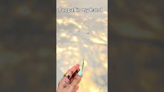 Peepal in my hand😂😂🫠#funny #shorts #moments #viral #fyp #people