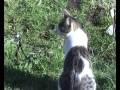 My Cat Loves My Medicine Wheel.wmv