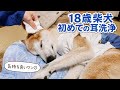 初めて愛犬の耳洗浄してみた!