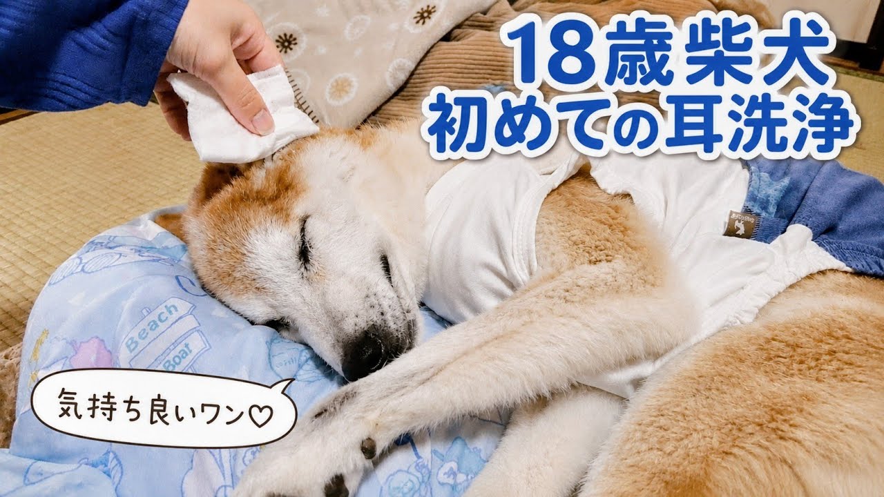 初めて愛犬の耳洗浄してみた!
