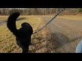 December BEAR Walks Compilation | 3 Hours | Virtual Dog Walk