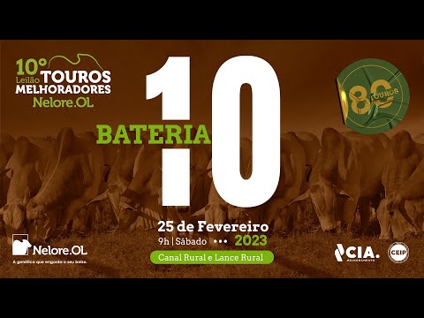 BATERIA 10 - 10º LEILÃO - TOUROS MELHORADORES NELORE OL