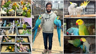Multan Sunday Birds Rasheedabad latest Update I 11 February 2024