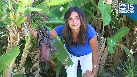 BLUE JAVA BANANAS! They taste like vanilla ice cream and you can buy them in Arizona - ABC15 Digital