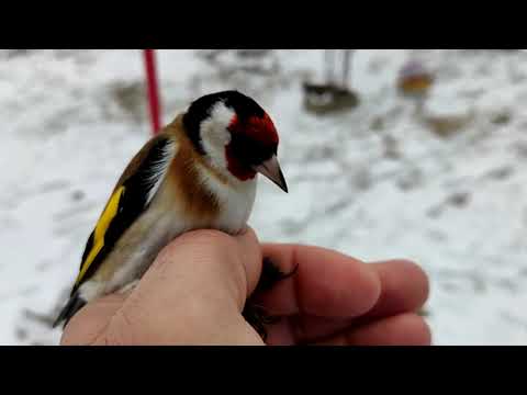 Видео: Ловля щегла, ловля чижа. Певчие лесные птицы. зима_сезон ловли но птицы совсем нет.