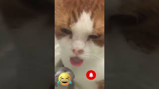 Cat and bird funny animals video part 257#viralvideo#shortvideo