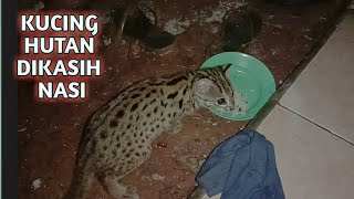 Begini kalau kucing hutan /blacan yang sudah jinak