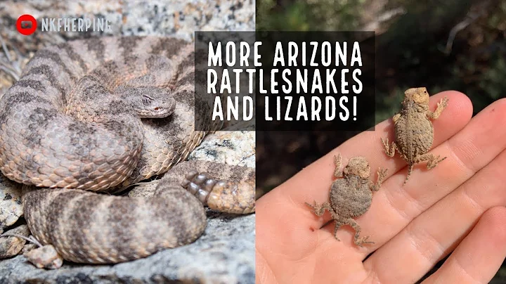 Tiger Rattlesnakes and Baby Horned Lizards in Arizona