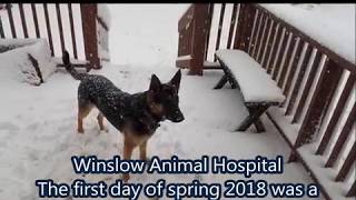 Snow Day & First Day of Spring 2018 | Winslow Animal Hospital