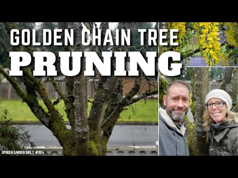 วีดีโอ: การดูแลต้น Laburnum - เรียนรู้วิธีปลูกต้น Laburnum Goldenchain