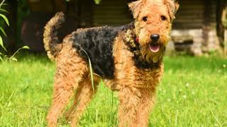 Top 20 Dog Breeds Then & Now by Be You 76 views 5 years ago 5 minutes, 22 seconds