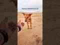 Stray Dog #StreetDog #BeachDog #DogShorts #DogLovers #RescueDog #AdoptDontShop #VoiceForTheVoiceless