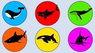 Sharks & Whales: Megalodon, Orca, Blue Whale, Great White, Hammerhead Shark, Humpback Whale. MN017