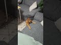 Hyper cat gets uncontrollable zoomies