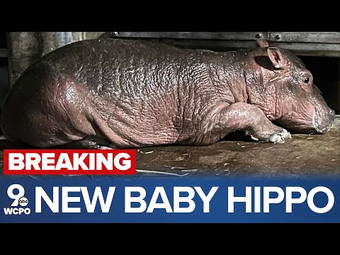 BREAKING: Cincinnati Zoo's Bibi gives birth to new healthy baby hippo