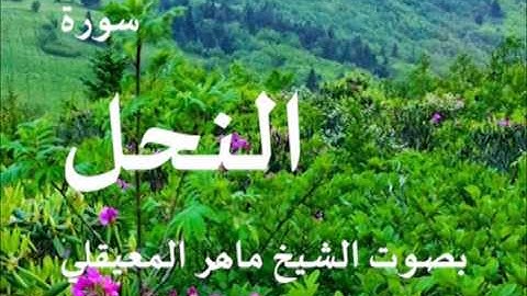سورة النحل بصوت الشيخ / ماهر المعيقلي 16