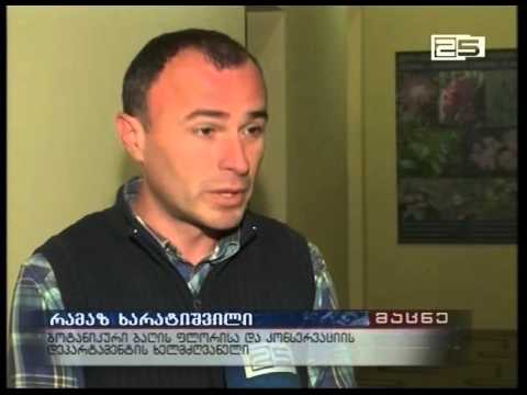 ტყის საერთაშორისო დღე