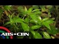 Salamat Dok: Health benefits of Serpentina | Cure Mula sa Nature