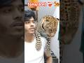 My New Pet #cheetah #trendingfilter #viral #funny #dangerous #illusion