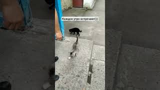 Каждое утро ждут нас ))) #котики #кормимживотных #животные #милыекотики #водворе #добрыедела