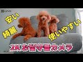 安い!綺麗!多機能が使いやすい!2Kのお留守番カメラ【EZVIZ CP1 Pro 2K+】【ペットカメラ 】