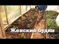 Женские будни. Утки съели рассаду//участок весной//баба или мужик?