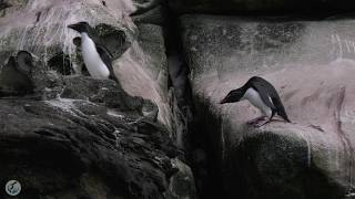 Rockhopper Penguins literally hop up rocky cliffs   See how amazing they are!
