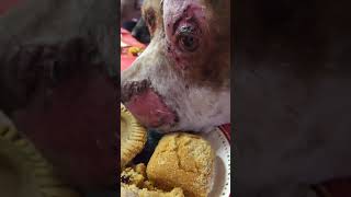 Rescue Dogs Have Thanksgiving Meal #Shorts #Cute