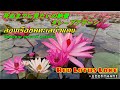 死ぬまでに見たいタイの絶景「タレーブアデーン」/The spectacular view of Thailand " Red Lotus Lake" 【EP.74】