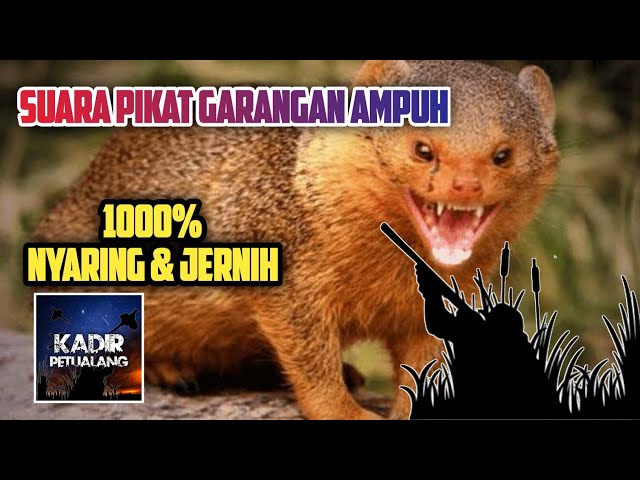 SUARA PIKAT GARANGAN JERNIH | 1000% AMPUH 2021 class=