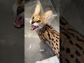 サーバルをなめるなよ。あいつは侮れないからな。