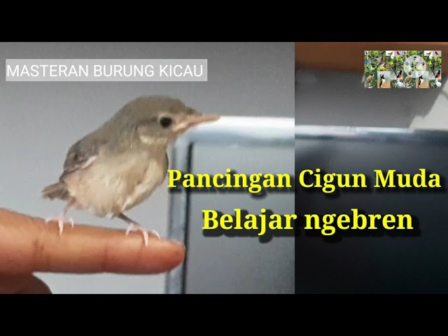 Pancingan cigun muda belajar ngebren class=