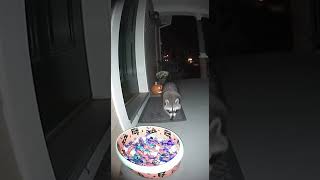 Midnight Candy Heist Caught on Camera