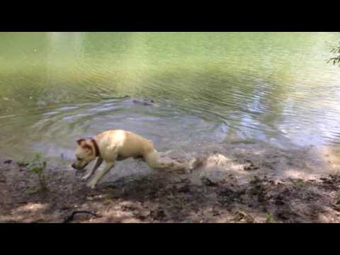 Video: Sådan Afvænes En Labrador Fra At Bide