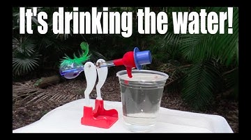 How does a drinking bird work?