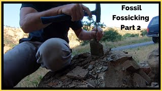 Se.7 Ep. 21 -  Fossicking For Fossils Part 2  - #rockhounding   By : Quest For Details