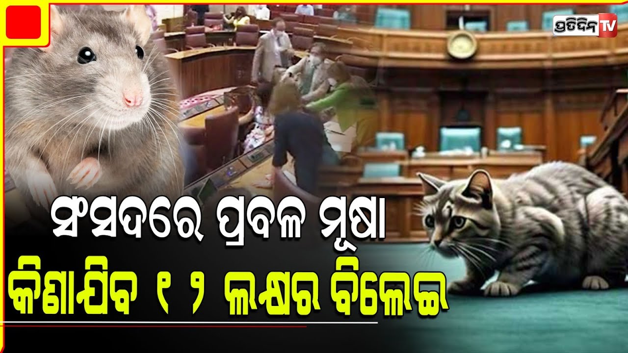 ସଂସଦରେ ମୂଷା କରୁଛନ୍ତି ଉତ୍ପାତ, କିଣାଯିବେ ୧୨ ଲକ୍ଷ ଟଙ୍କାର ବିଲେଇ ! Pakistan parliament fights rats.