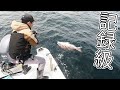 【大爆釣】ランカー級の大鯛を漁協に卸すと過去最高金額に‼