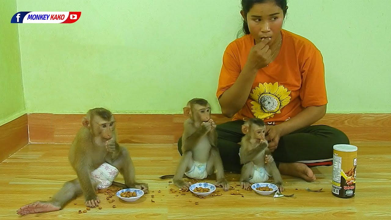 Funny Animals, Family Baby Monkey Kako Eating Peanuts Coffee