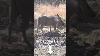 Hunters Helping Wildlife - Taking Out an Injured Warthog #shorts